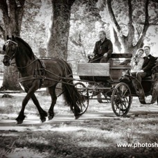 Floris One Tree Hill1.jpg